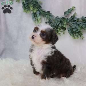 Leo, Mini Bernedoodle Puppy