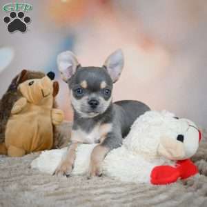 Sugar, Chihuahua Puppy