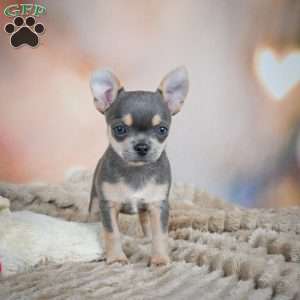 Sugar, Chihuahua Puppy