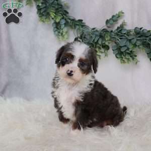 Leo, Mini Bernedoodle Puppy
