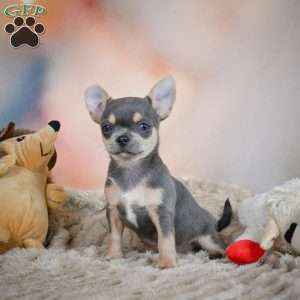 Sugar, Chihuahua Puppy