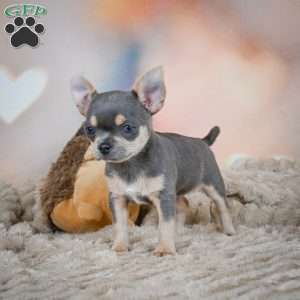 Sugar, Chihuahua Puppy