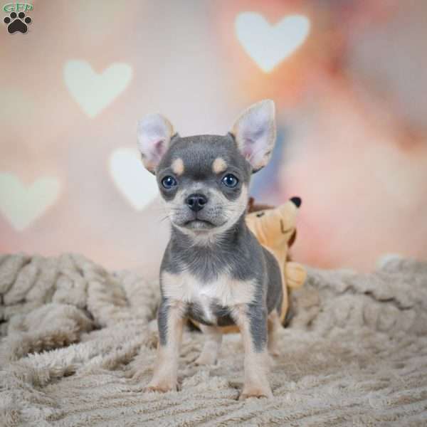 Sugar, Chihuahua Puppy
