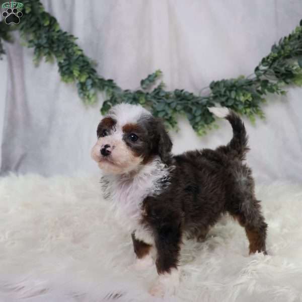 Leo, Mini Bernedoodle Puppy