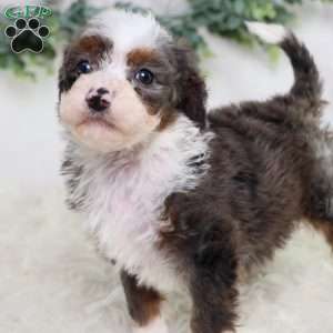 Leo, Mini Bernedoodle Puppy