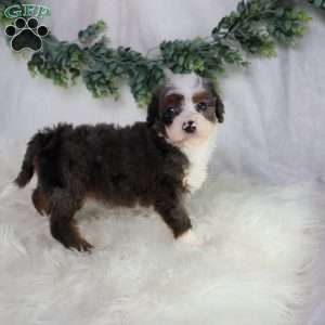 Leo, Mini Bernedoodle Puppy