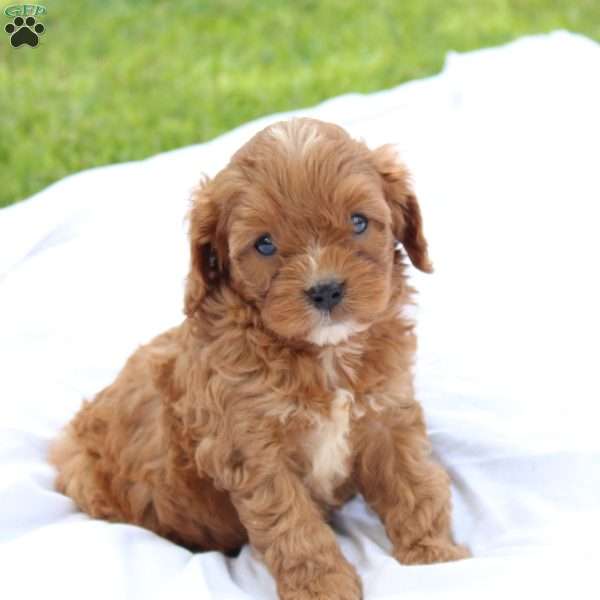 Milo, Cavapoo Puppy
