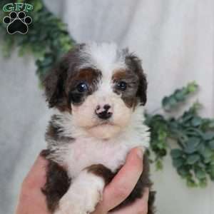 Leo, Mini Bernedoodle Puppy