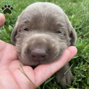 Silver, Silver Labrador Retriever Puppy