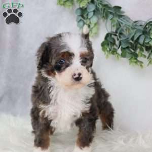 Leo, Mini Bernedoodle Puppy