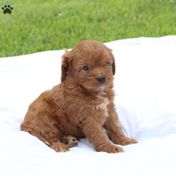 Max, Cavapoo Puppy