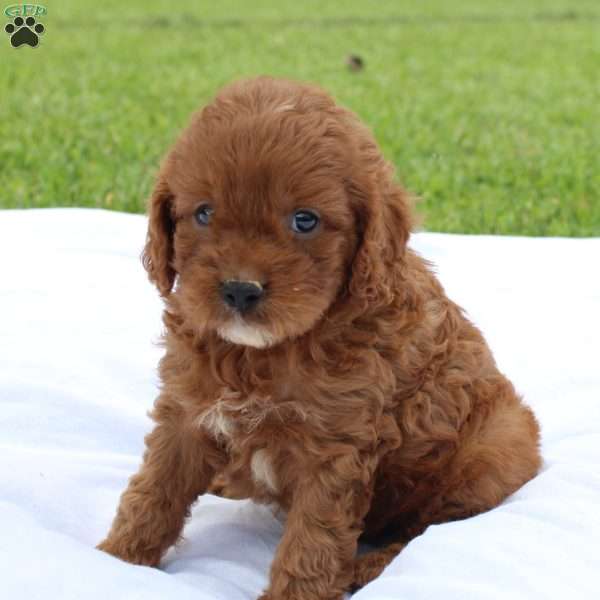 Muffin, Cavapoo Puppy