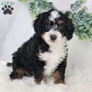 Liam, Mini Bernedoodle Puppy