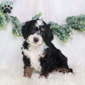 Liam, Mini Bernedoodle Puppy