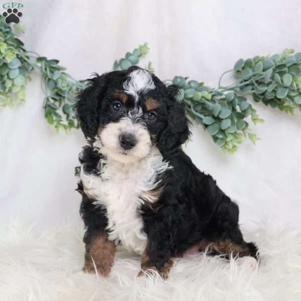 Liam, Mini Bernedoodle Puppy