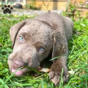 Silver, Silver Labrador Retriever Puppy