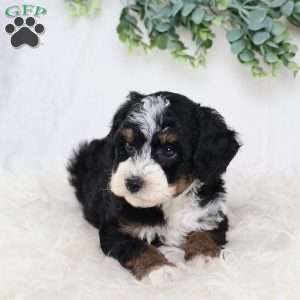 Lydia, Mini Bernedoodle Puppy
