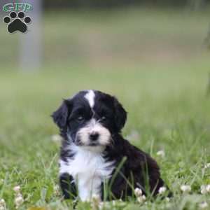Bento, Toy Poodle Mix Puppy