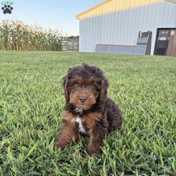 Lilly, Poogle Puppy