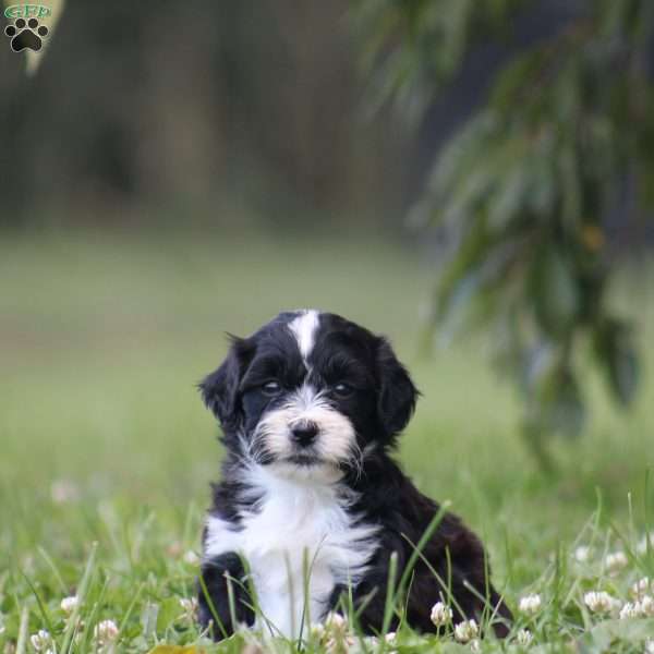 Bento, Toy Poodle Mix Puppy