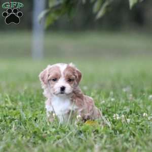 Brinly, Toy Poodle Mix Puppy