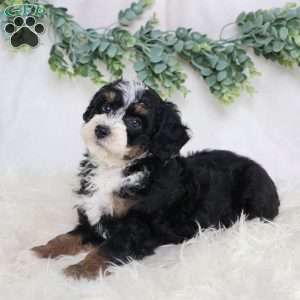 Lydia, Mini Bernedoodle Puppy