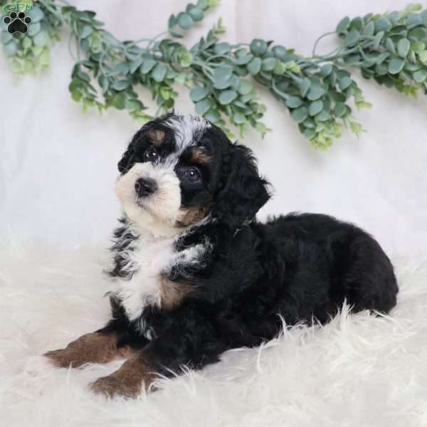 Lydia, Mini Bernedoodle Puppy