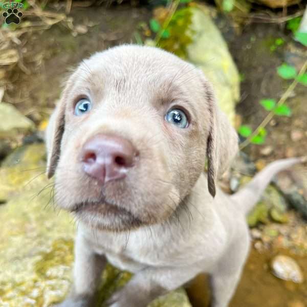 Silver, Silver Labrador Retriever Puppy