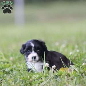 Baily, Toy Poodle Mix Puppy