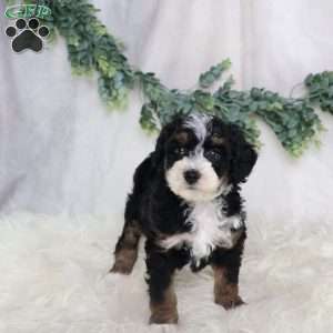 Lydia, Mini Bernedoodle Puppy