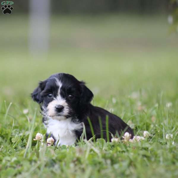 Baily, Toy Poodle Mix Puppy
