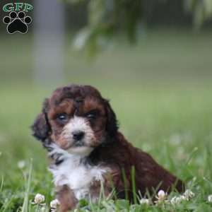 Brunco, Toy Poodle Mix Puppy