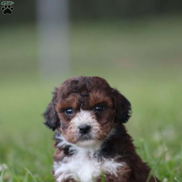 Brunco, Toy Poodle Mix Puppy