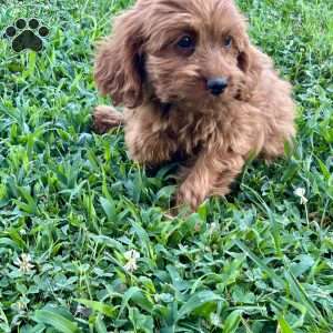 Hazel, Cavapoo Puppy