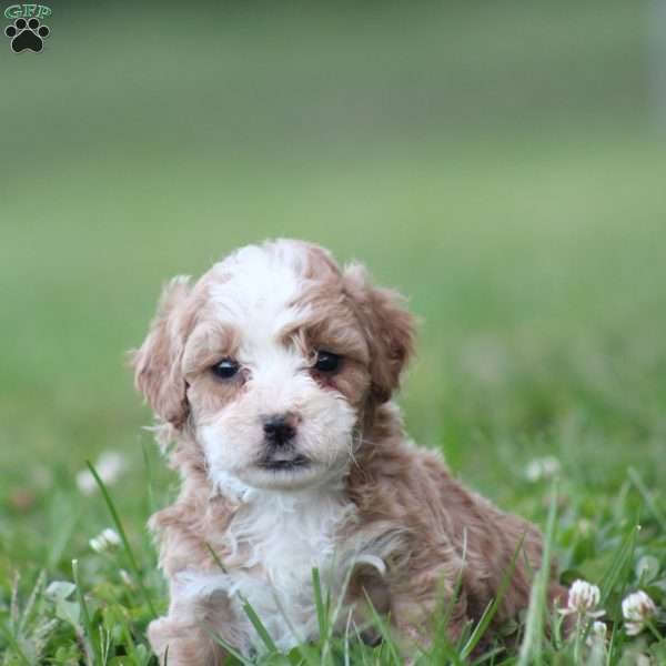 Bruno, Toy Poodle Mix Puppy