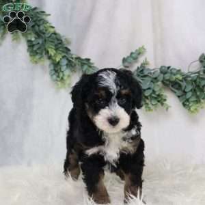 Lydia, Mini Bernedoodle Puppy