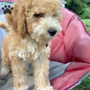 Daisy, Mini Bernedoodle Puppy