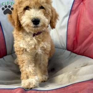 Daisy, Mini Bernedoodle Puppy