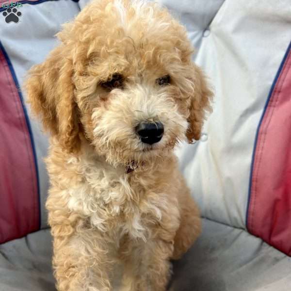 Daisy, Mini Bernedoodle Puppy