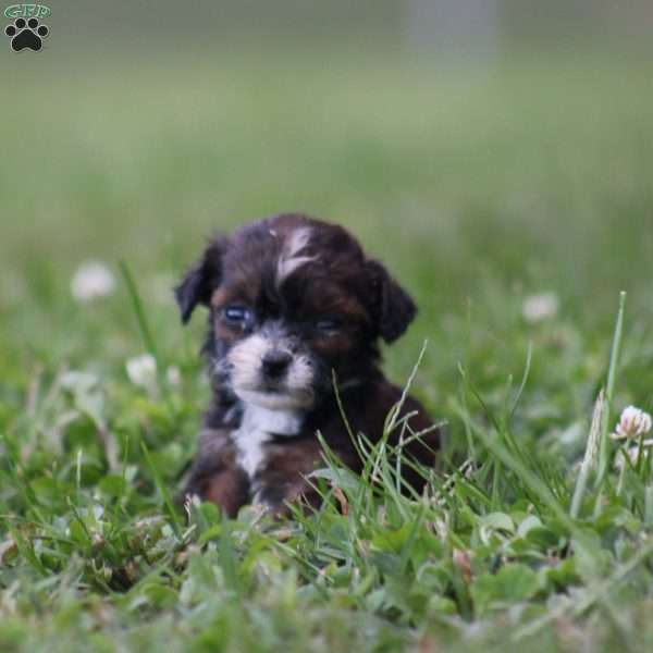 Bambi, Toy Poodle Mix Puppy