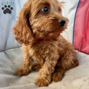 Hazel, Cavapoo Puppy