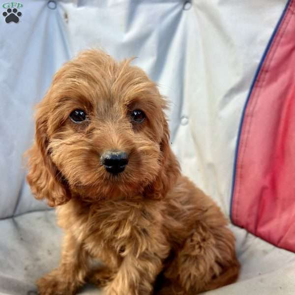 Hazel, Cavapoo Puppy