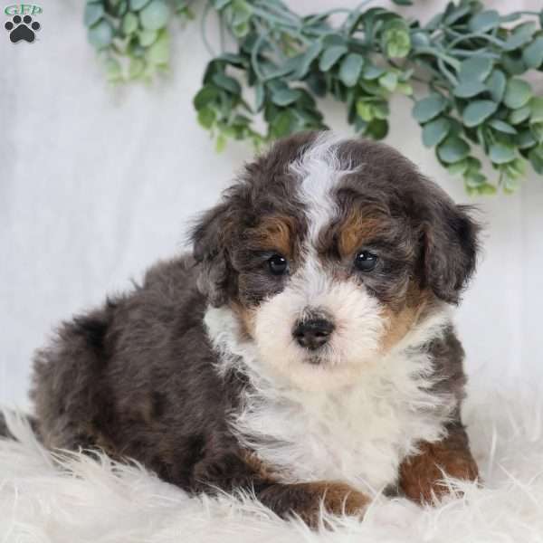 Lester, Mini Bernedoodle Puppy