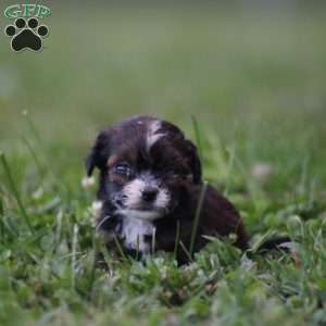 Bambi, Toy Poodle Mix Puppy