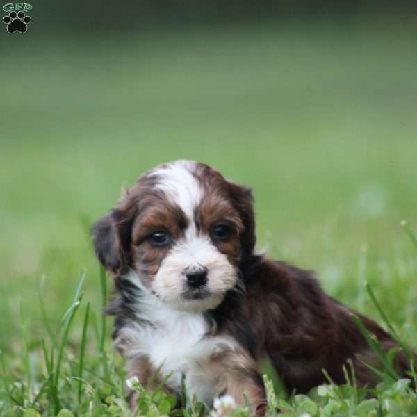 Batter, Toy Poodle Mix Puppy