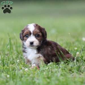 Batter, Toy Poodle Mix Puppy