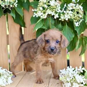 Rosie, Jack-a-poo Puppy