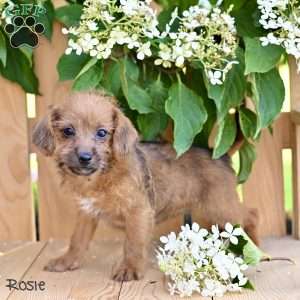 Rosie, Jack-a-poo Puppy