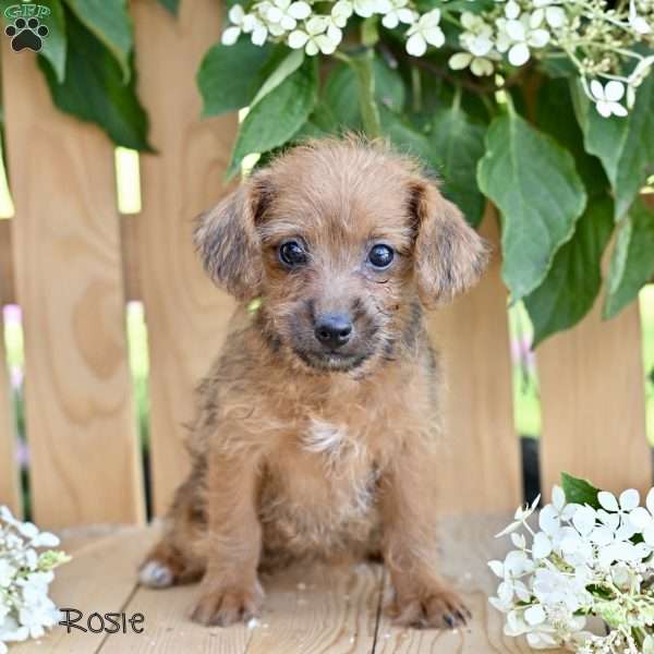 Rosie, Jack-a-poo Puppy