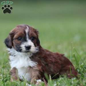 Basil, Toy Poodle Mix Puppy